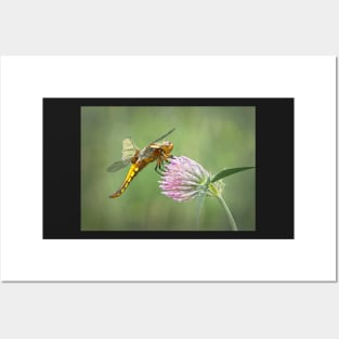 Broad-bodied Chaser female on red clover flower Posters and Art